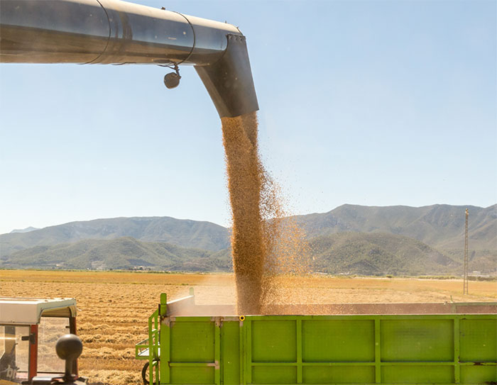 Recolectado el 25% del arroz del Sevilla