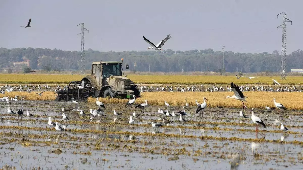 El periodico.com/vida y estilo/Ni Valencia ni Alicante: el lugar donde más arroz se produce de toda España está aquí