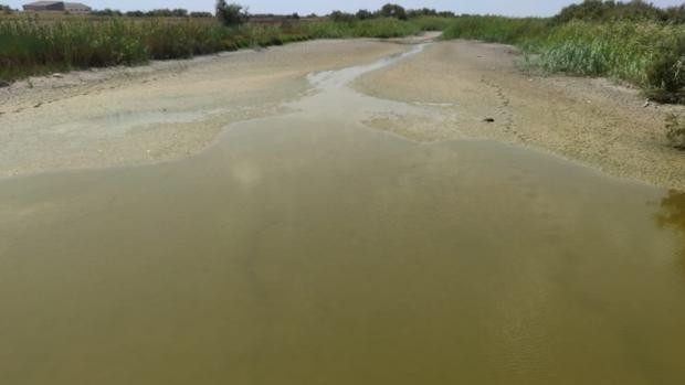 Sevillanegocio.com/La Junta Central de Regantes Arroceros de la Margen Izquierda del Guadalquivir galardonada con la Bandera de Andalucía en la provincia de Sevilla al Mérito Medioambiental 2024