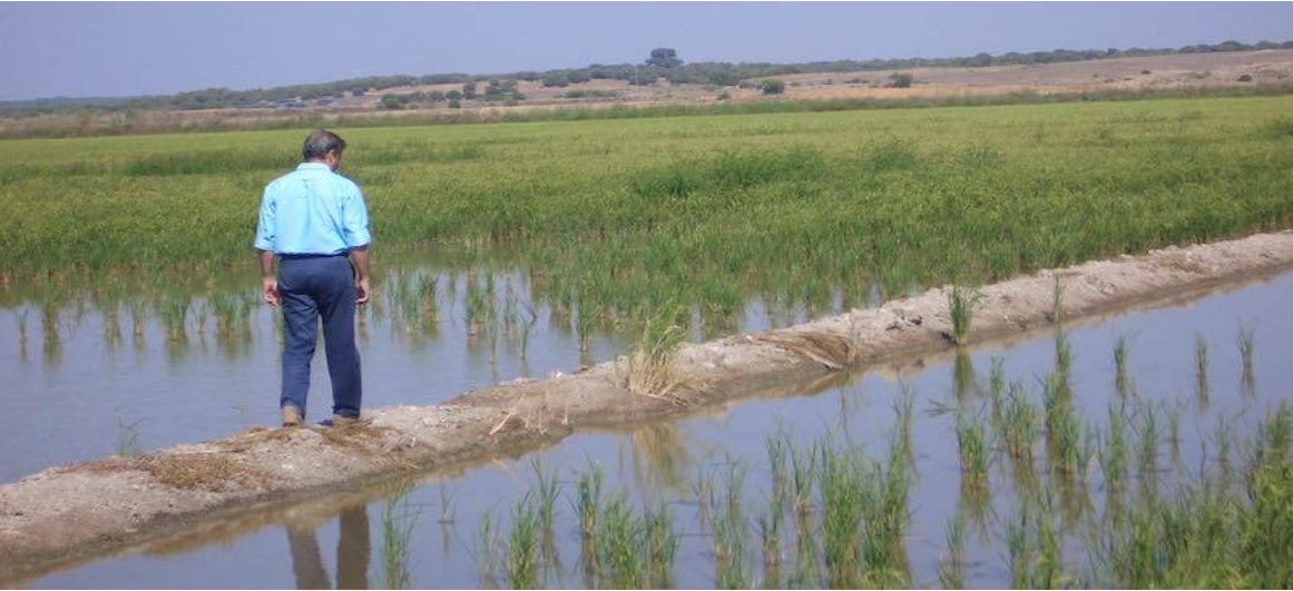 Un sello de calidad propio para preservar los valores del arroz cultivado en Sevilla