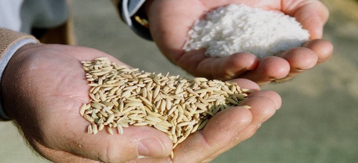 Las entradas de arroz sin arancel amenazan el futuro de la Marisma
