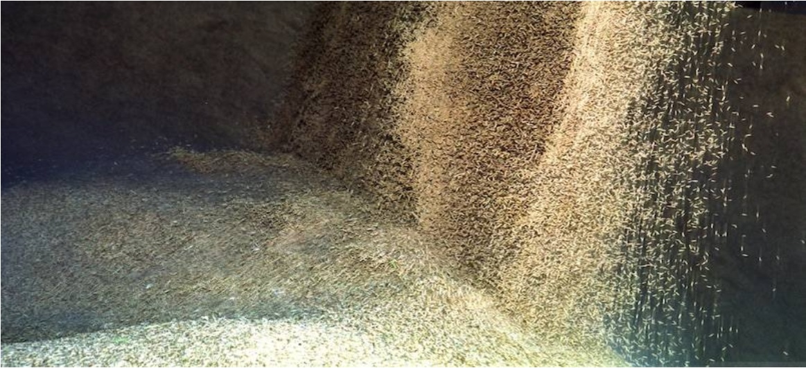La salinidad del río merma la cosecha del arroz entre el 25-30%