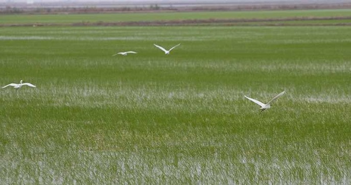 Los arroceros sevillanos piden a la CHG que «reconsidere» la dotación de agua para el sector