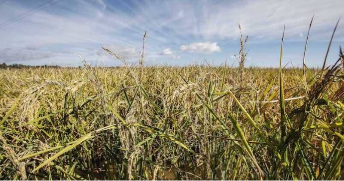 Las plantas de arroz en Simbiosis con un hongo, se vuelven más resistentes