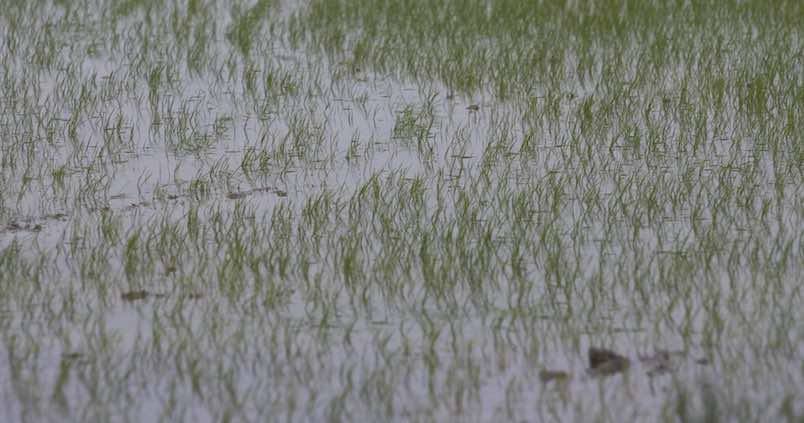 ABC AGRONOMA: El sector arrocero de Sevilla defiende la limpieza de las marismas ante la llegada del mosquito del Virus del Nilo