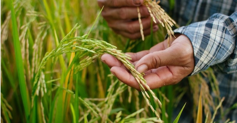 ABC SEVILLA-AGRONOMA: El Ministerio rectificará en la PAC y equiparará al arroz con el regadío.
