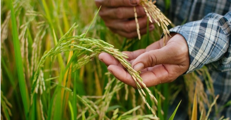 ABC Sevilla online-AGRONOMA: El sector arrocero alerta de que la cláusula de salvaguarda corre el riesgo de no salir adelante