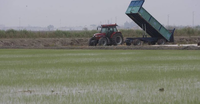 ABC Sevilla-Agrónoma: El arroz sevillano, de nuevo «desprotegido»: se acaban los aranceles europeos al arroz de Myanmar y Camboya