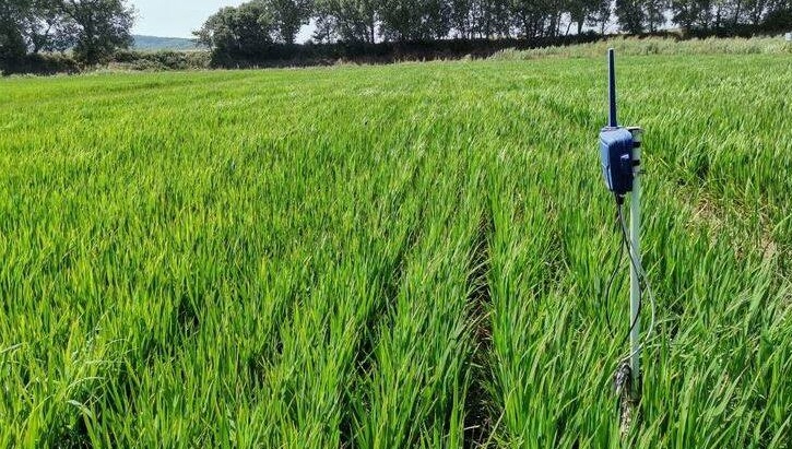 ABC Sevilla ¿Es posible cultivar arroz mediante riego por goteo??