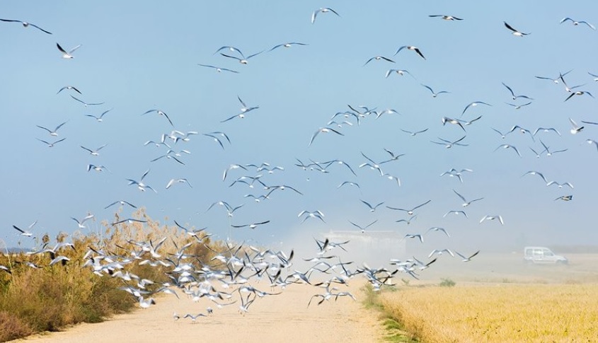 Hola.com: Un edén natural. Arrozales de Cine en la provincia de Sevilla