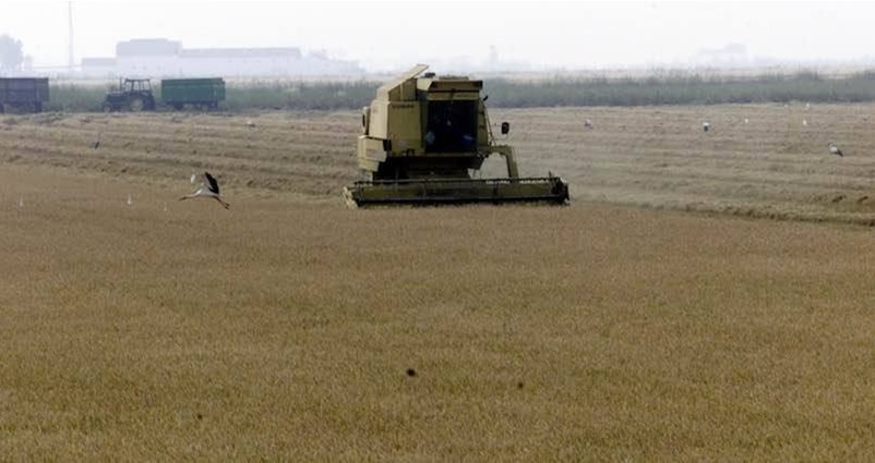 ABC. Agronoma: Así avanza la recolección del arroz en las Marismas del Guadalquivir