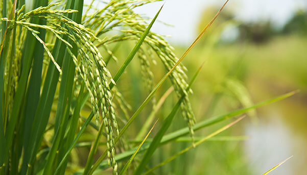 Benneo innova con un almidón de arroz instantáneo funcional para productos con etiqueta limpia