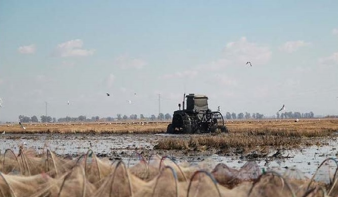 El sector arrocero pide a la UE que prorrogue las cláusulas de salvaguardia sobre el arroz a países terceros.