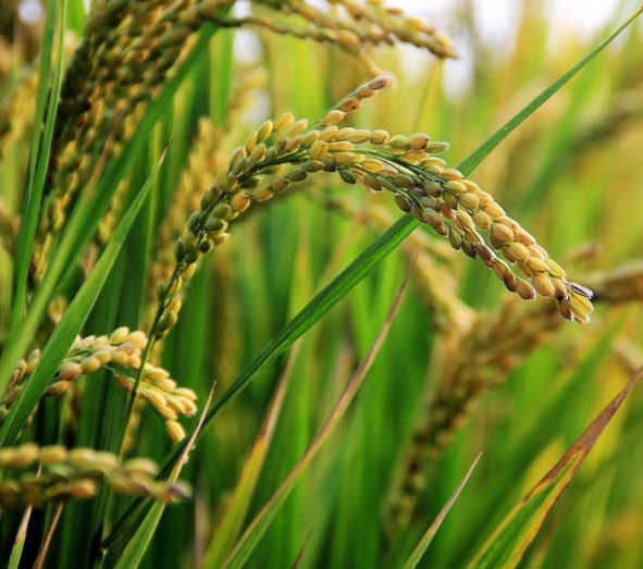 Agrodigital: Dificultades para cobrar la ayuda al arroz como consecuencia de la sequía