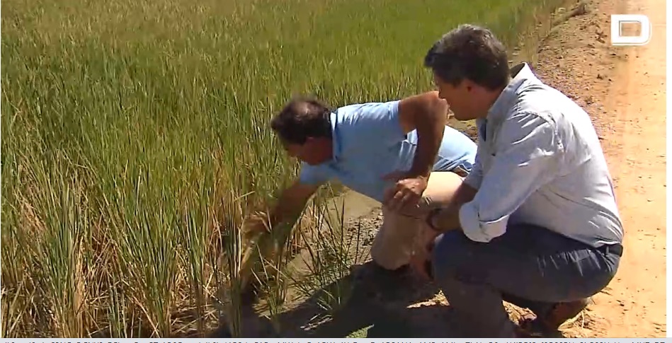 20minutos.es: Los arroceros de Isla Mayor (Sevilla) han cultivado menos producción por la sequía