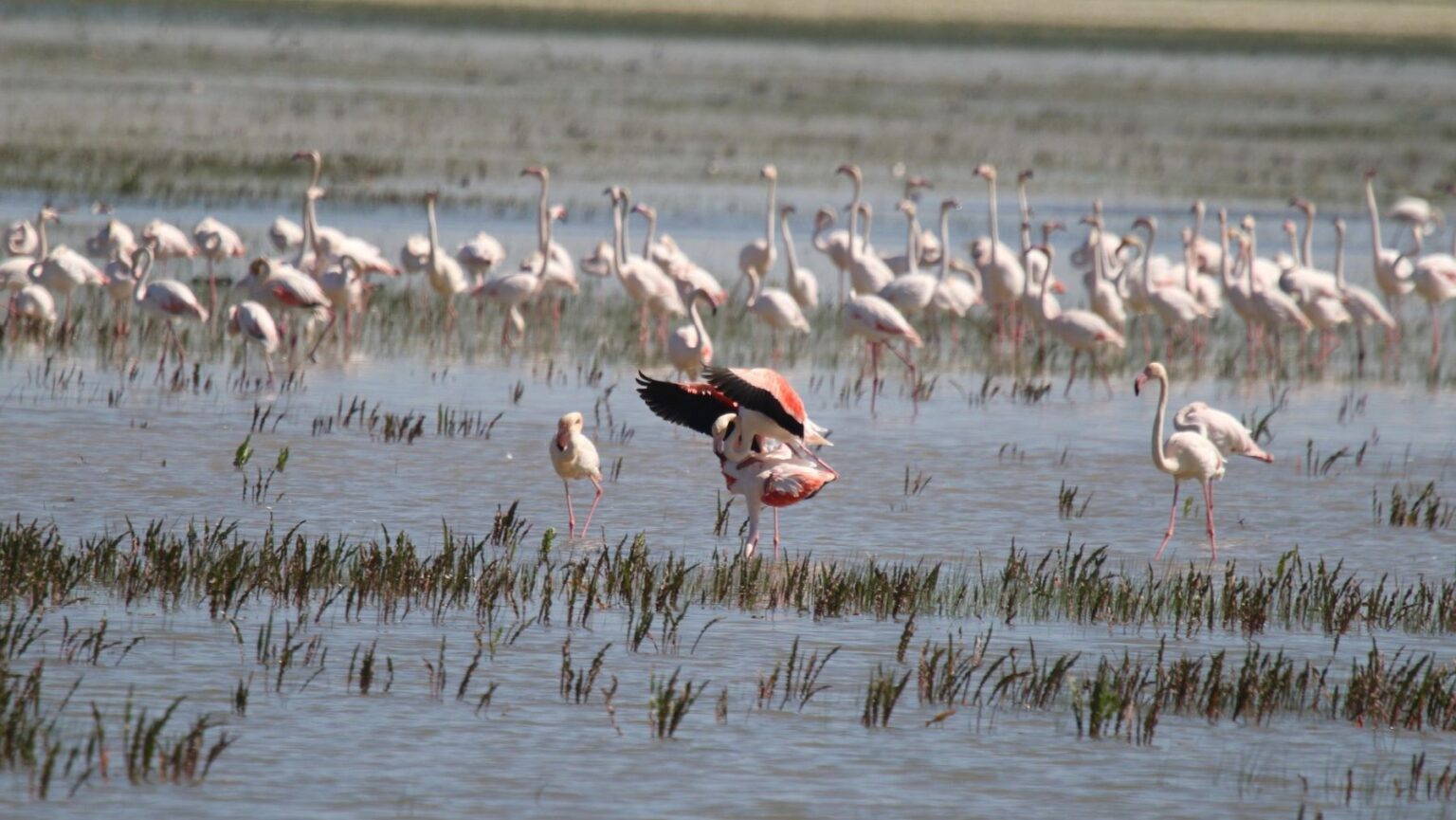Econoticias.com/naturaleza/Doñana tendrá un laboratorio europeo de tecnologías para la biodiversidad puntera