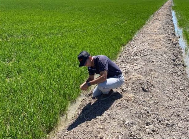 20MINUTOS.ES: Arroceros critican que se señale solo al sector en el Virus del Nilo: «Existen otros cultivos en la zona»