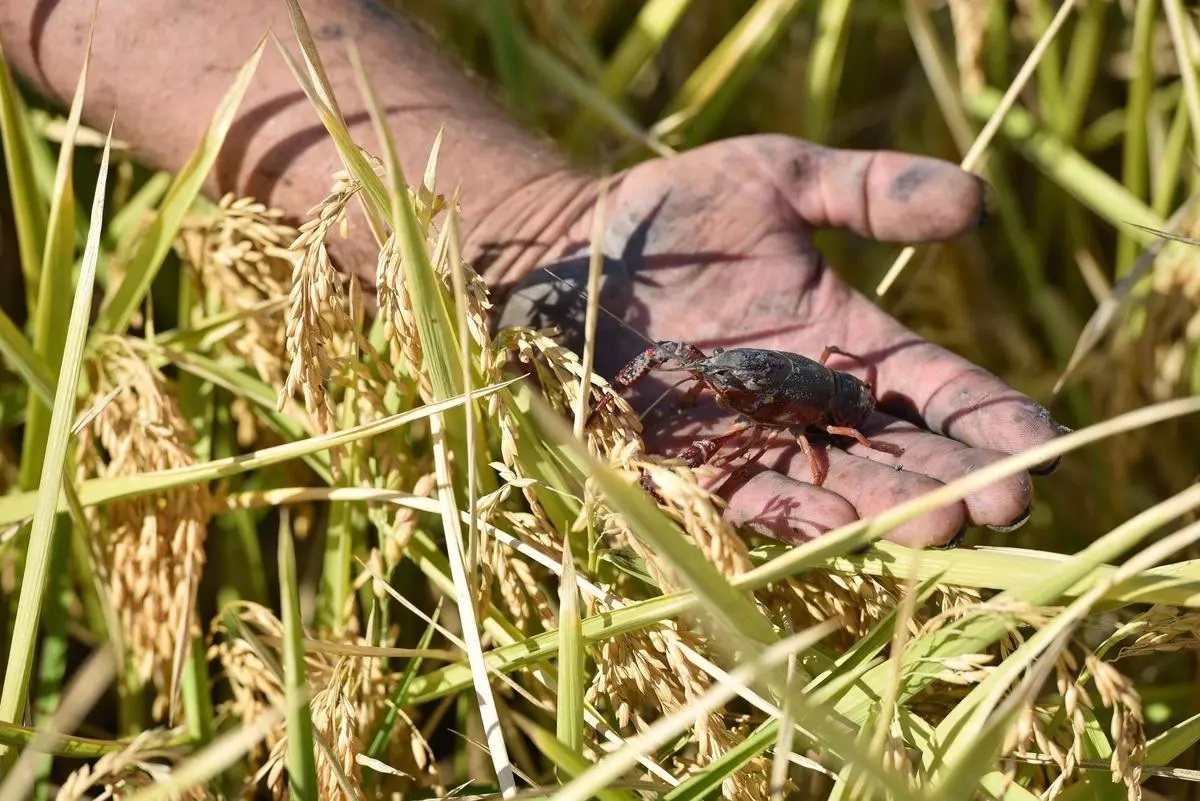 El correo de Andalucía web.es/ El arroz mira al cereal para sobrellevar los efectos de cinco años de sequía