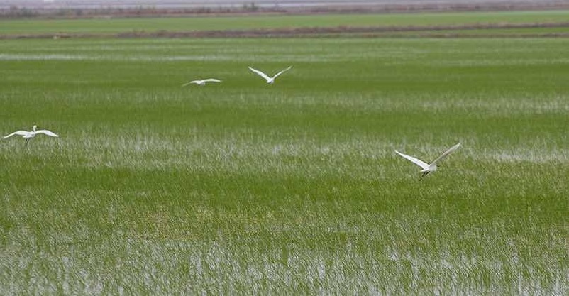 ABC Sevilla.El plan de los arroceros para evitar el recorte de ayudas directas