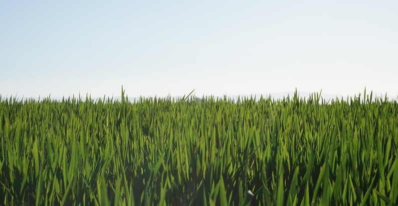 ABC Sevilla-Agronoma- Herogra alimenta la producción sostenible de arroz de Las Marismas