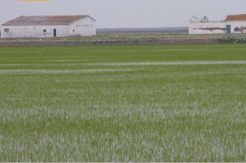 ABC.ES-Andalucía: La Junta de Andalucía rebaja las exigencias de las ayudas del arroz para paliar los efectos de la sequía