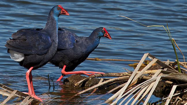Se abre la veda a las indemnizaciones por daños producidos por aves protegidas en el entorno de Doñana