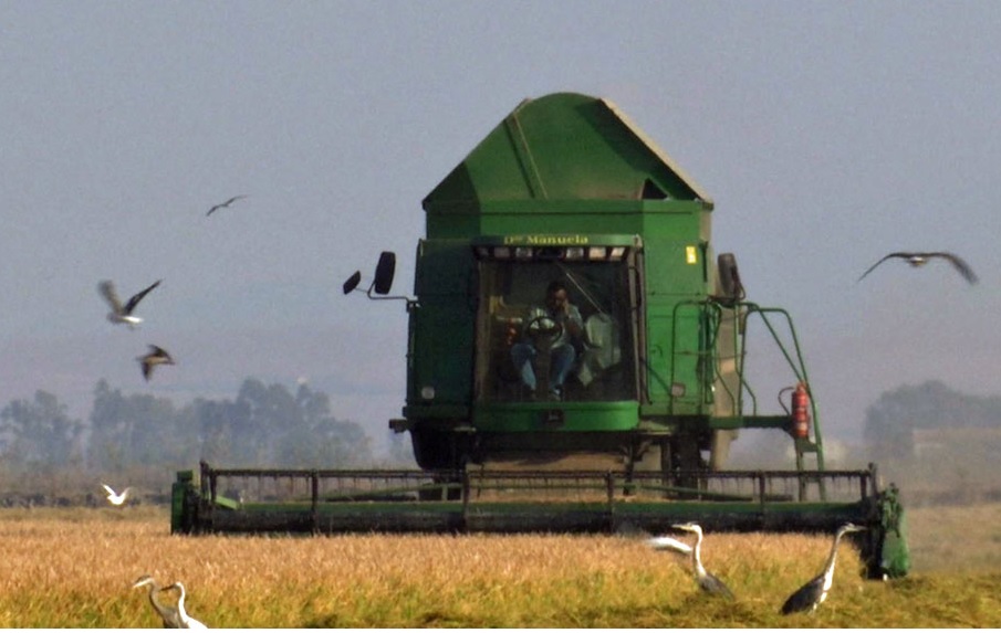 CANAL SUR.ES: Los arroceros sevillanos, contra la importación de grano asiático