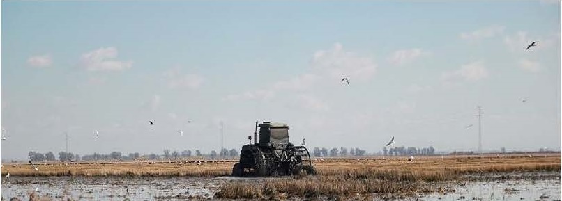 Pérdidas millonarias en el arroz, por segundo año consecutivo