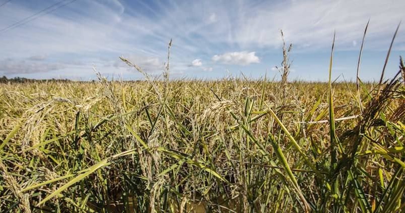 RTVE.ES: Noticias: La sequía castiga a los arroceros andaluces a sembrar la mitad de la superficie cultivable