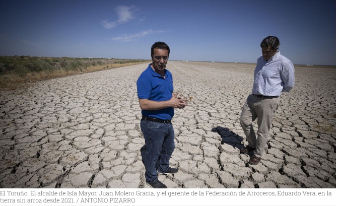 Diario de Sevilla.es: La sequía arruina a los arroceros de la Marisma
