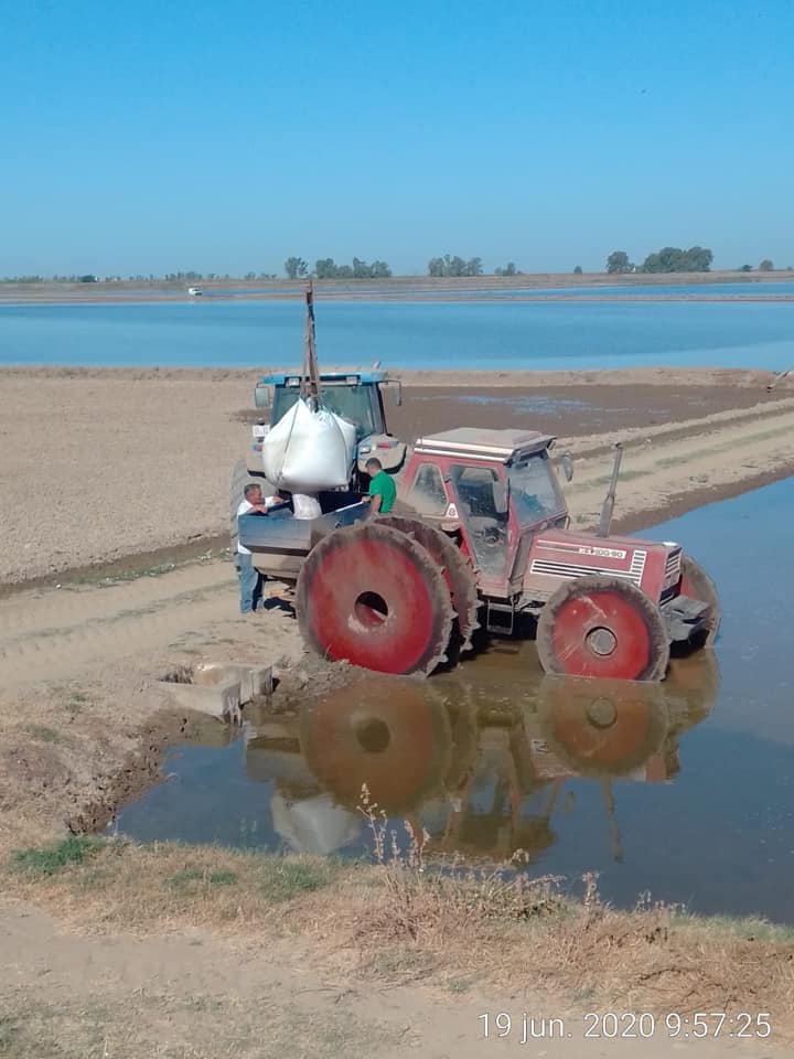 36.000 Has. de arroz sembradas en Sevilla