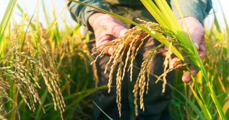 ABC Sevilla-Agrónoma: Tecnología para el control de malas hierbas en el arroz