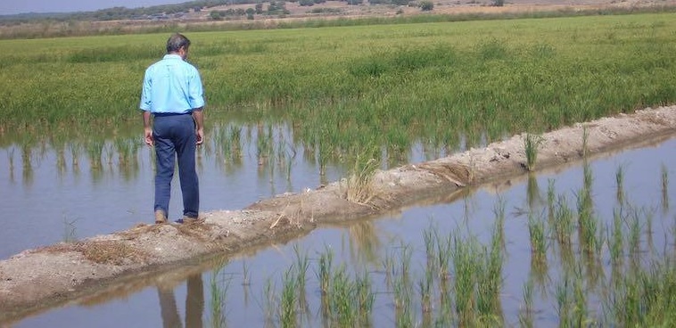 ABC SEVILLA.es-AGRONOMA: Varapalo europeo al sector arrocero sevillano, que está en estado crítico