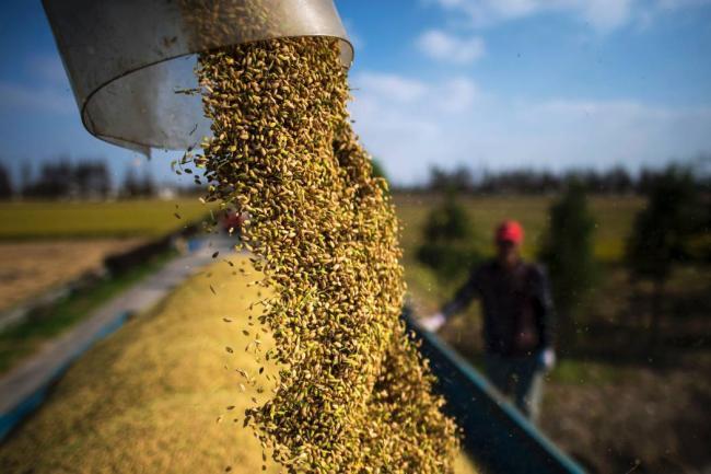 Andalucia Información.es: Los Arroceros Sevillanos temen no poder sembrar ante la falta de lluvia