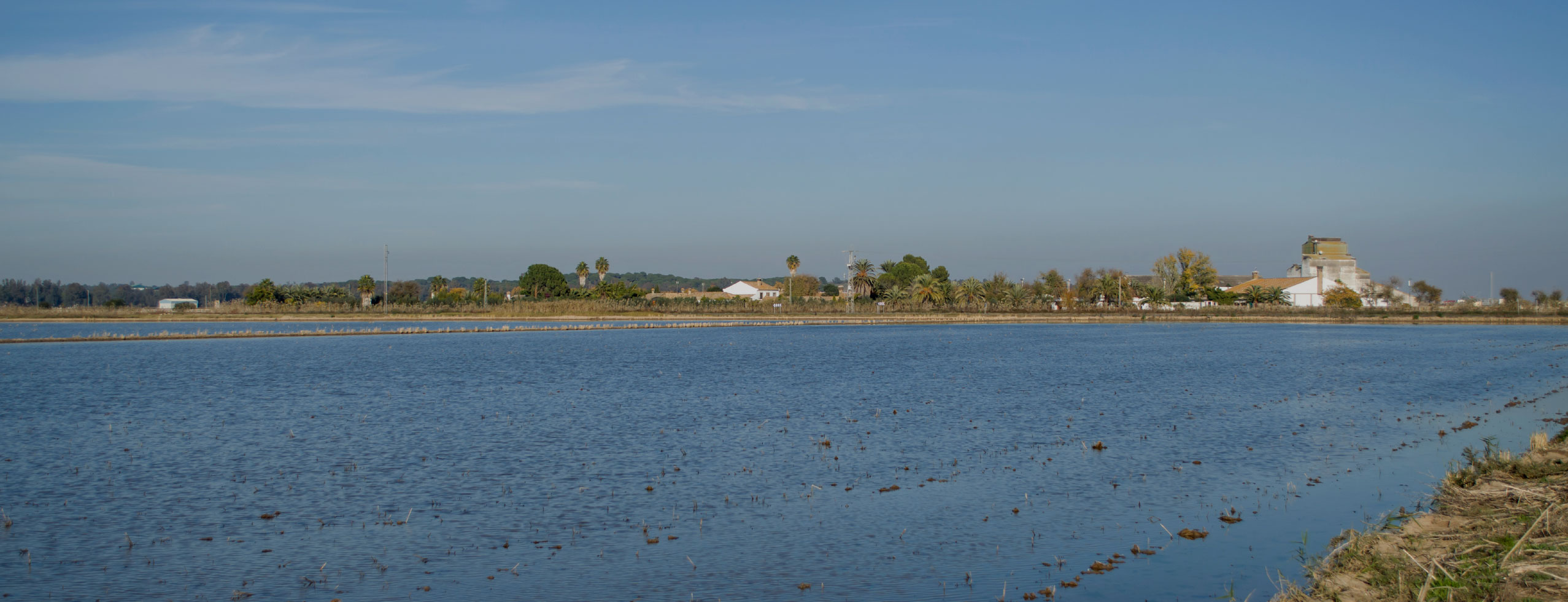 Diario del Sevilla.es/Isla Mayor recupera la alegría tras las lluvias por las expectativas de volver a sembrar arroz