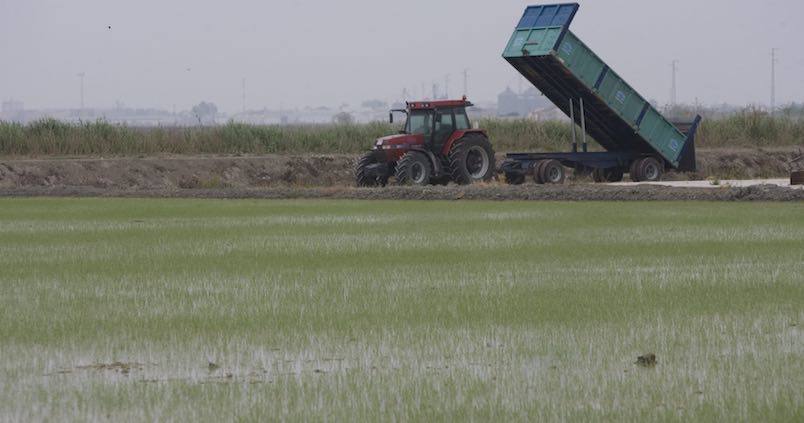 Los arroceros celebran la publicación de la nueva ayuda agroambiental de la Junta para el sector