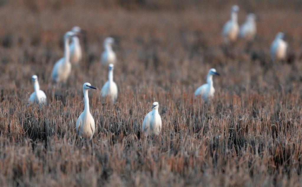 Los arroceros cierran una cosecha mermada por la sequía y con alza de costes