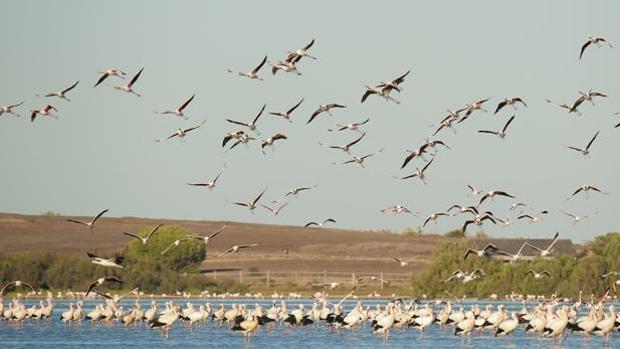 Por las Marismas. Escapada a la Dehesa de Abajo, en la Puebla del Río: inmersión en la naturaleza