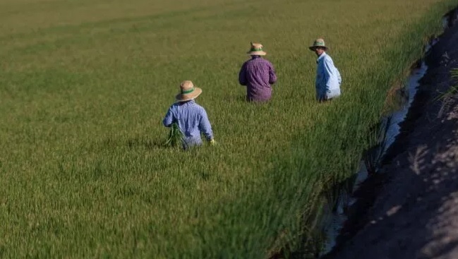 TheObjective: La sequía reduce el cultivo de arroz hasta un 70% en España: «Va a faltar en toda Europa»