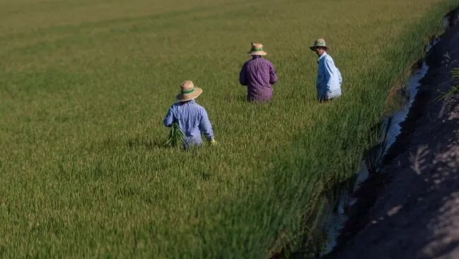 La Razón.es: Ultiman un plan de desarrollo sostenible para el cultivo del arroz en Andalucía