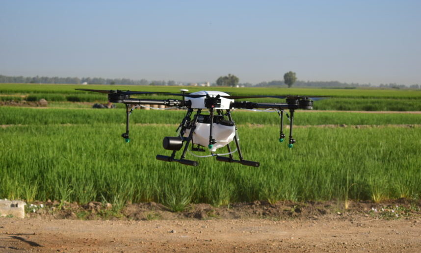 La Junta licitará una fumigación con drones en pantanales y arrozales para atajar el virus del Nilo