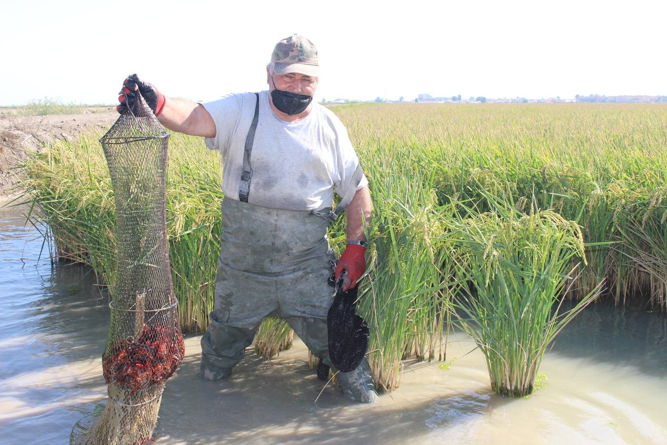 ABC de Sevilla: La pesca del cangrejo rojo en Isla Mayor se resiente por la sequía y la consiguiente merma de cultivo de arroz