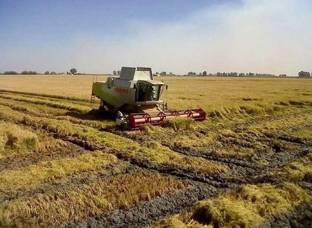 Europapress: La Federación de Arroceros de Sevilla valora la exención del requisito de diversificación de cultivos para el Pago Verde