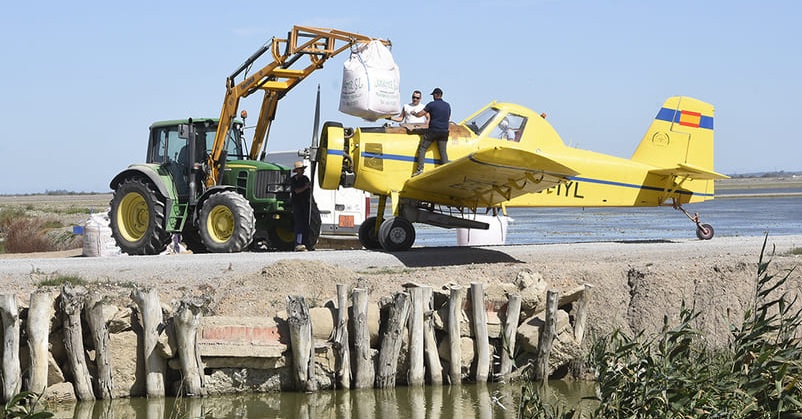 La falta de agua obliga a perder más de la mitad de la superficie del arroz