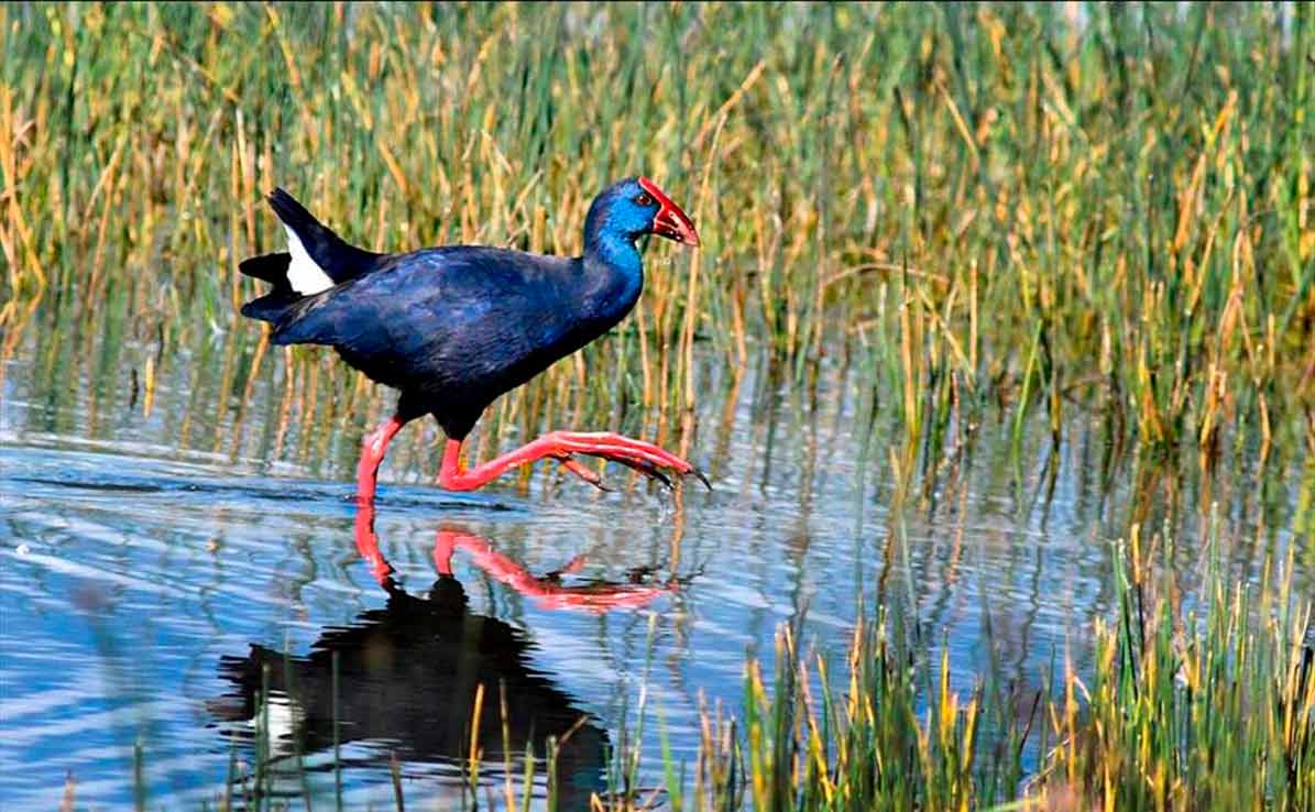 Condenan a la Junta de Andalucía a indemnizar a un agricultor de Utrera, por no proteger a los arroceros de los daños de aves.